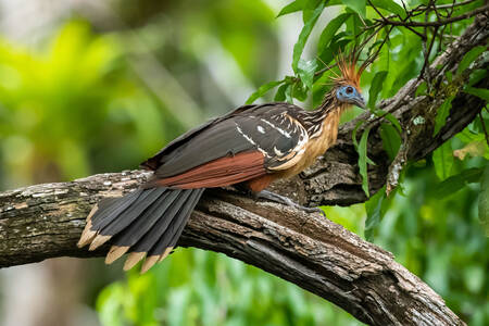 Hoatzin