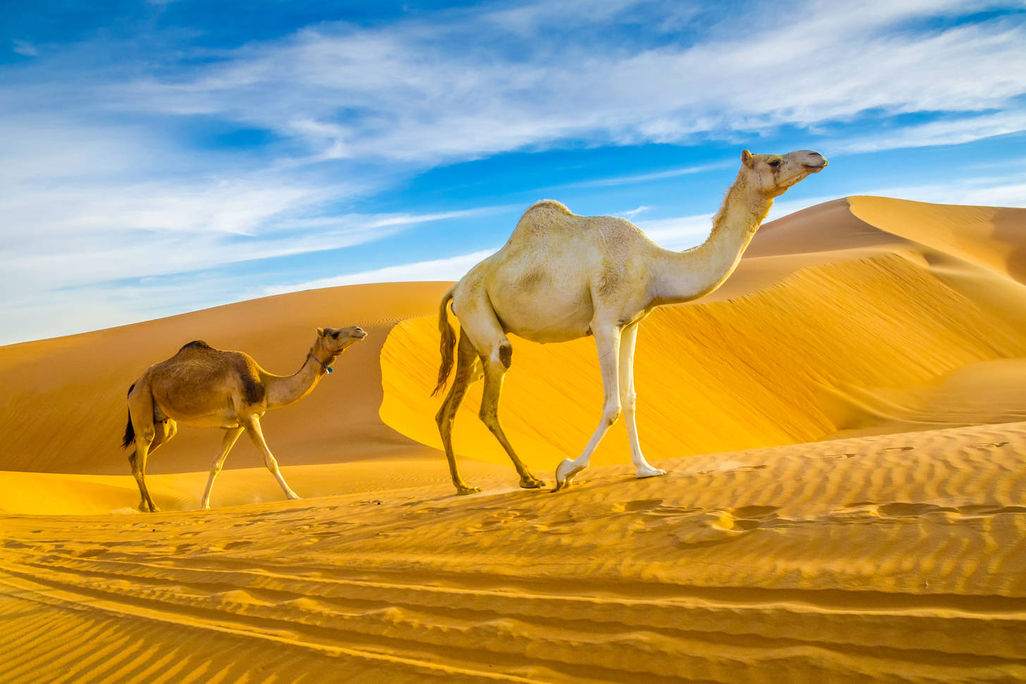 Оазис животные. Оазис в пустыне Верблюды. Оазис Лива в ОАЭ. Верблюд в пустыне. Верблюд в оазисе.
