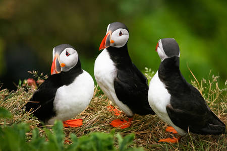 Puffin family