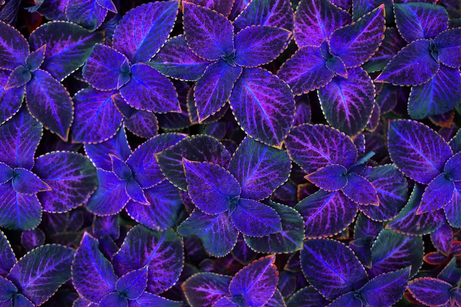 Coleus