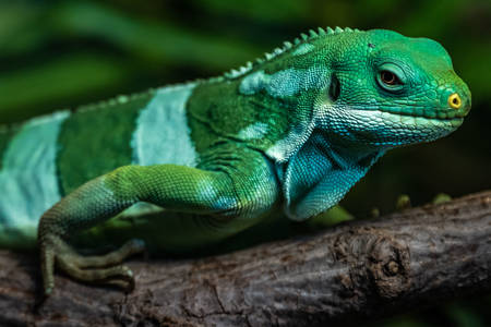 Prugasta fidžijska iguana