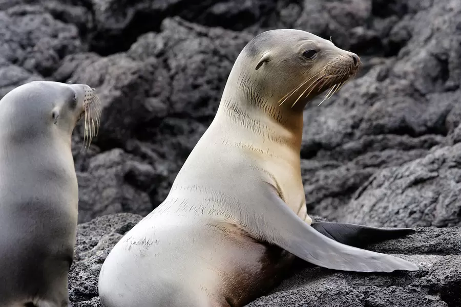 Galapagos sea lions