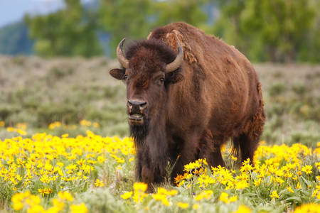 Bison sur un champ de fleurs