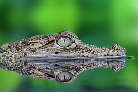 Krokodíl vo vode
