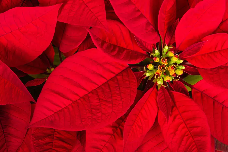 Flori de poinsettia roșii