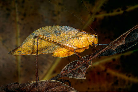 Leafy grasshopper