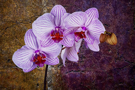 Фіолетова орхідея