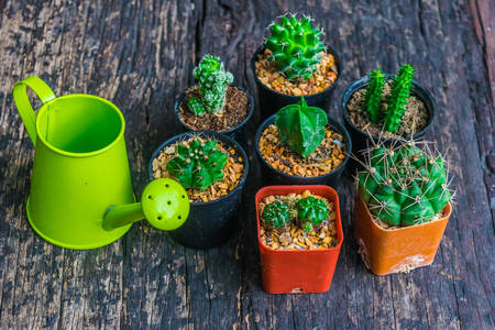 Malé kaktusy