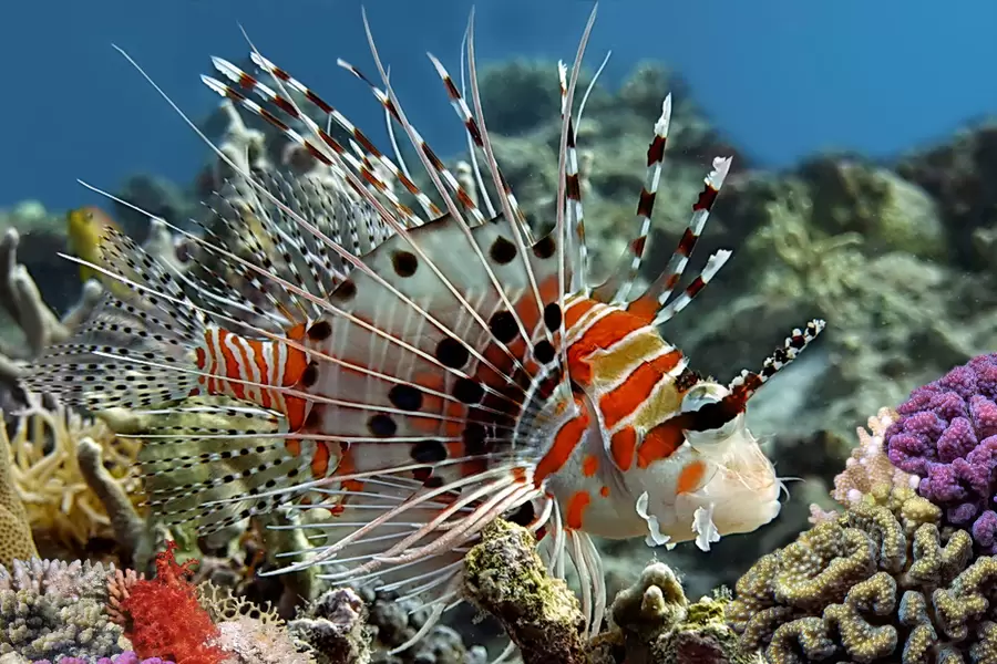 Antenna lionfish