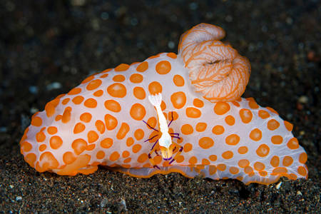 Морской моллюск