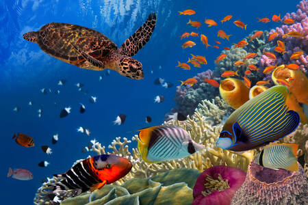 Korálový útes mořský život