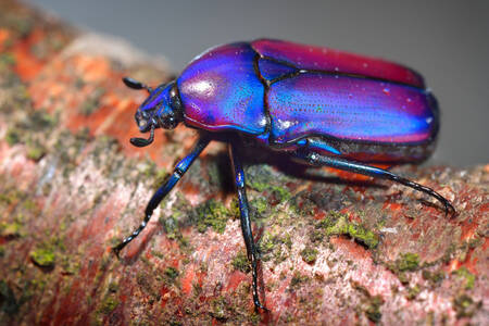 Gândacul violet