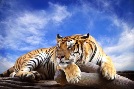 Tigar leži na balvanima