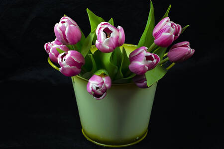 Tulipani in un secchio