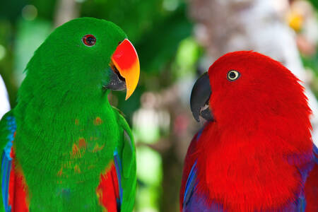 Pár papoušků