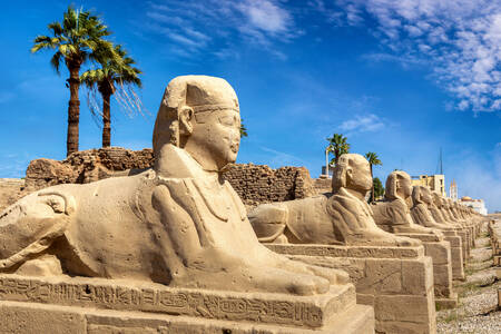 Avenue of the Sfinges, Luxor