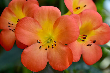 Nasturtium çiçekleri