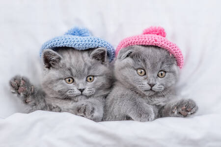 Koťátka v pletených čepicích