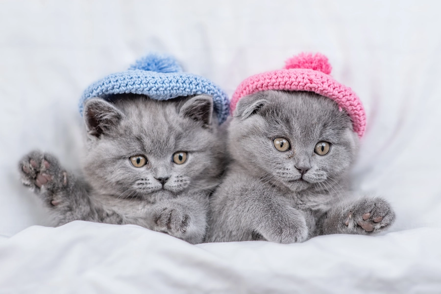 Котенца в плетени шапки