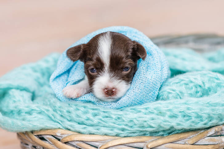 Puppy in a blanket