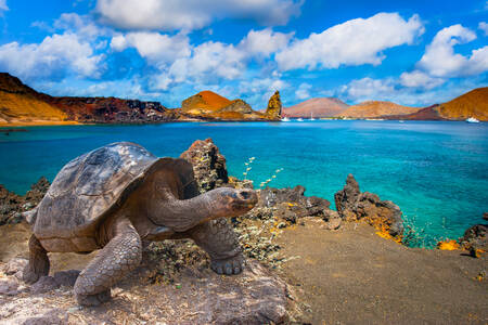 Turtle on the island