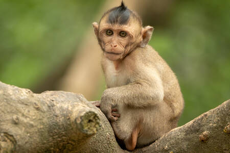 Baby macaque on a tree