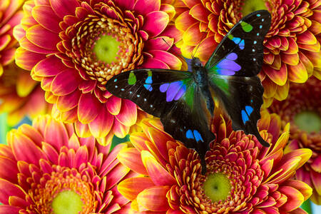 Butterfly on chrysanthemums