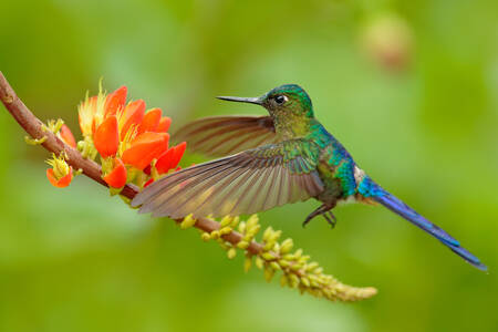Kolibri über einer Blume