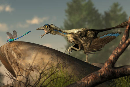Archeopteryx hunts a dragonfly