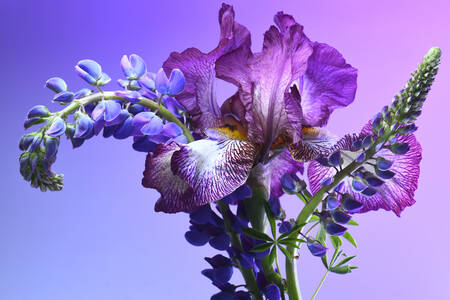 Irises and lupins