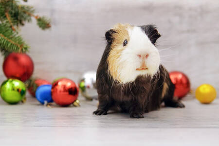Guinea pig on a background of Christmas tree decorations