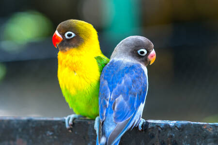 Papagali albaștri și galbeni