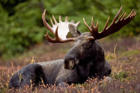 Americká Moose