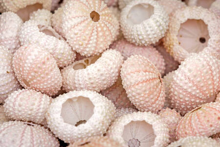 Mušle mořského ježka