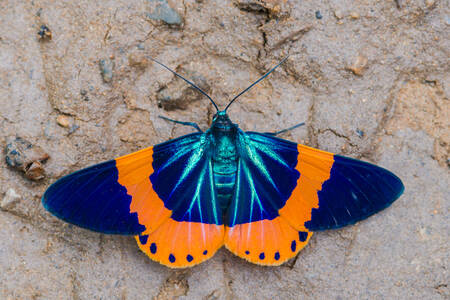 Mariposa laranja-azul