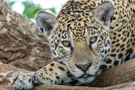 Jaguar auf Baumstämmen