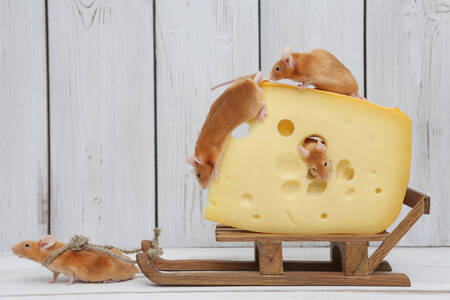 Ratos e queijo