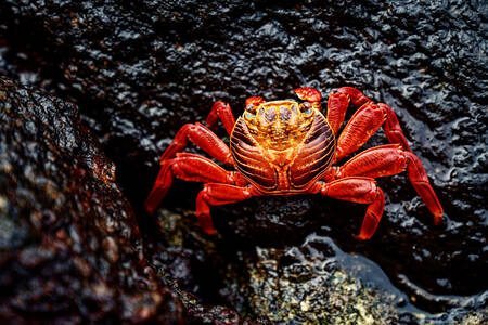 Crab on a black rock