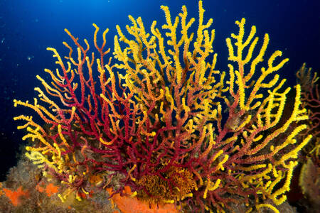 Yellow-red corals