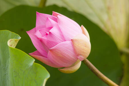 Pink Lotus