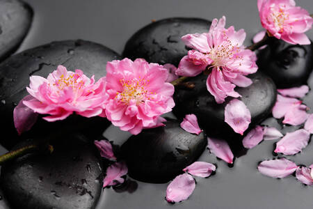 Sakura flowers on rocks