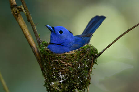 Pájaro azul en el nido