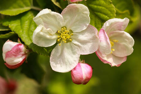 Apple tree flowers