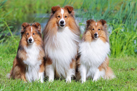 Perros pastor de Shetland