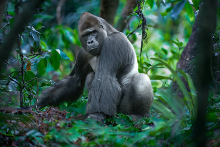 Gorila macho en la jungla