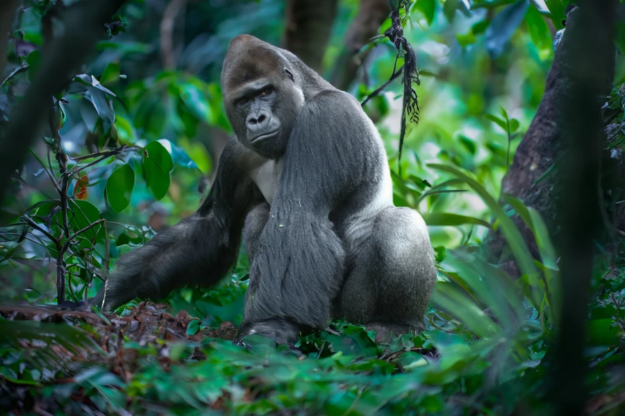 Mandlig gorilla i junglen