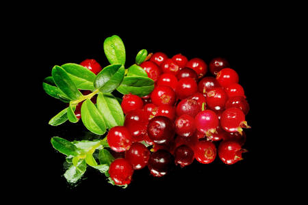 Журавлина на чорному тлі