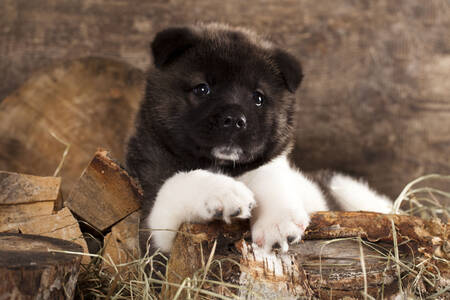 Cachorro de akita americano