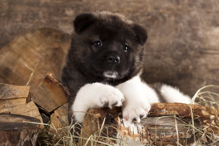Chiot akita américain