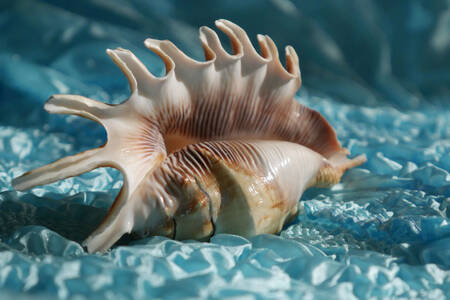 Морска мида